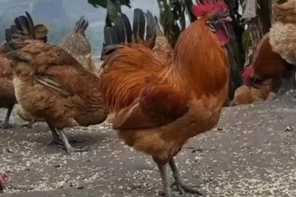 计算散养土鸡成本的方法和重点?养鸡要做好哪些成本核算?插图14 计算散养土鸡成本的方法和重点?养鸡要做好哪些成本核算?插图14