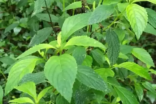 图片[4]-野坝子什么时候开花，多集中在每年9-12月-会东网