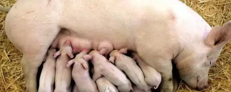 母猪难产应该如何进行处理呢,母猪难产时可采取驱赶助产等方式-会东网