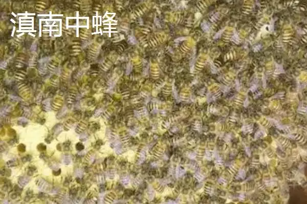 图片[10]-海南中蜂品种介绍，群势较小但具有较强的采集能力-会东网