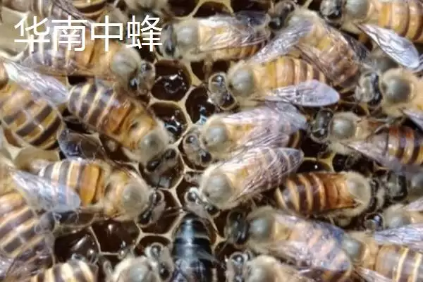 图片[8]-海南中蜂品种介绍，群势较小但具有较强的采集能力-会东网