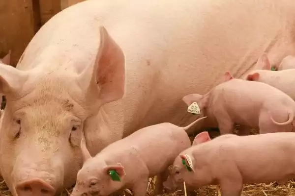 母猪一般晚上几点会产仔呢,母猪产仔大多集中在凌晨或上午时间段插图1