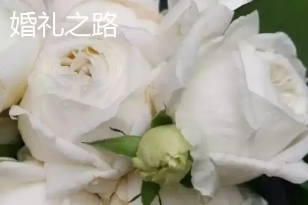 图片[4]-认识月季品种的方法和重点？认识月季品种要做好哪些细节？-会东网