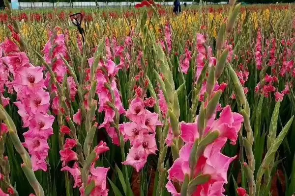 剑兰的养殖与注意事项 ,剑兰如何养殖及要注意什么插图3