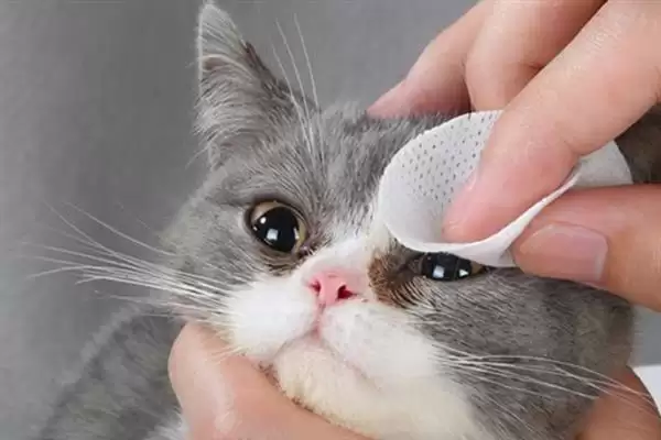 猫咪眼睛发炎有哪些明显症状 ,猫咪眼睛发炎会出现流眼泪现象插图4 猫咪眼睛发炎有哪些明显症状 ,猫咪眼睛发炎会出现流眼泪现象插图4