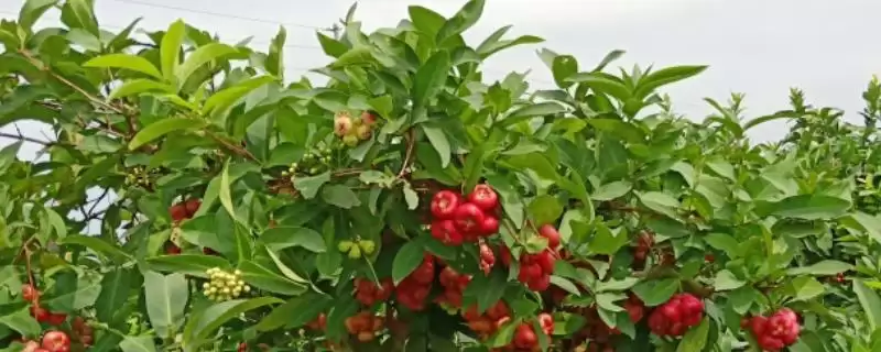 莲雾不开花结果的解决方法 ,莲雾控梢等措施如何促开花?-会东网