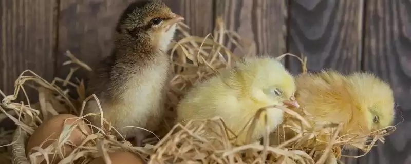 解决小鸡太吵问题的方法和重点？养鸡要做好哪些养殖环境管理？-会东网