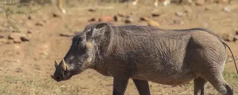 避免野猪患上仔猪黄痢病的方法和重点？养猪要做好哪些特种猪疫病预防细节？-会东网