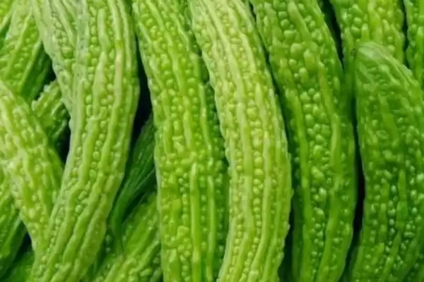 图片[9]-夏天种能快速生长蔬菜的种类和要点？夏天选种速生蔬菜需关注哪些品种？-会东网