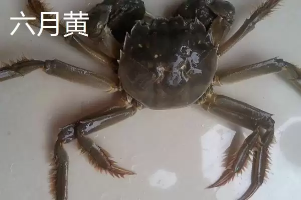 螃蟹六月黄的含义解读:第三次脱壳雄蟹的独特魅力插图3 螃蟹六月黄的含义解读:第三次脱壳雄蟹的独特魅力插图3