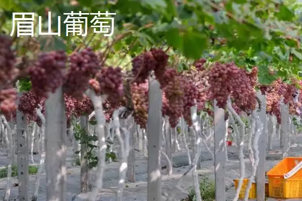 图片[6]-湖南冷水江市的特产，冷水江杨梅大如蛋-会东网