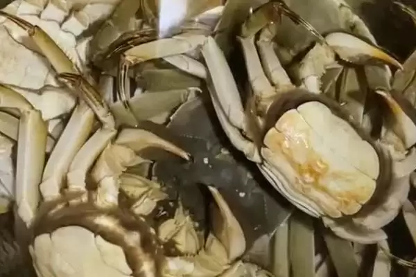 螃蟹死亡24小时内能否食用：取决于环境温度的关键因素插图2