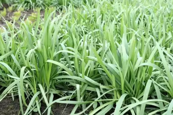 韭菜的播种时间 ,韭菜一年四季都能播种是真的吗？插图2