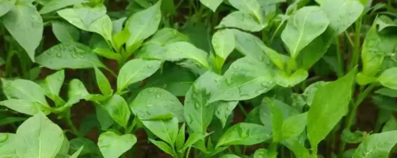 辣椒的育苗技术 ,辣椒种植前浸种时间有何要求?-会东网