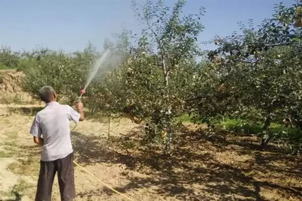 春季苹果园如何正确清园，包含物理清园和化学清园插图5