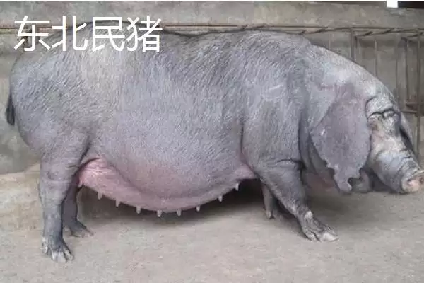 认识华北型猪品种的方法和重点？养猪要做好哪些地域品种了解细节？插图2