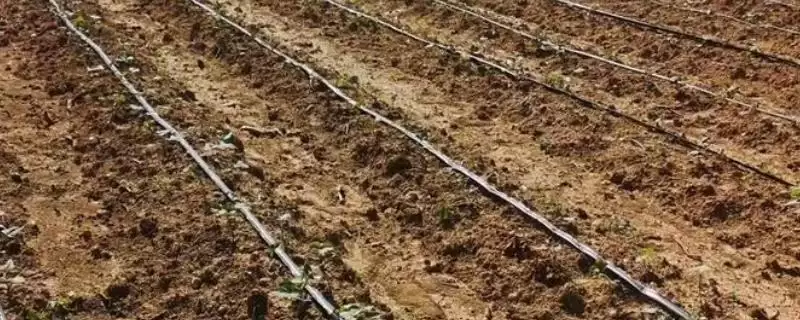 种植红薯起垄的方法和要点？种植红薯起垄需掌握哪些技巧？-会东网