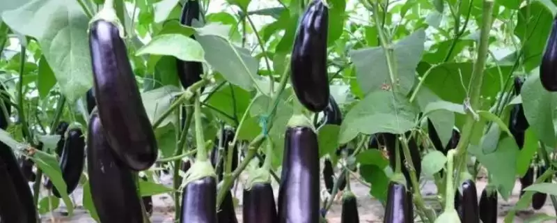 茄子中棚覆盖栽培技术要点:大小行定植的操作要点-会东网