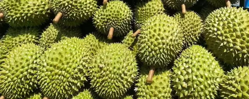 榴莲的价格影响因素 ,榴莲价格受地区季节影响如何？-会东网