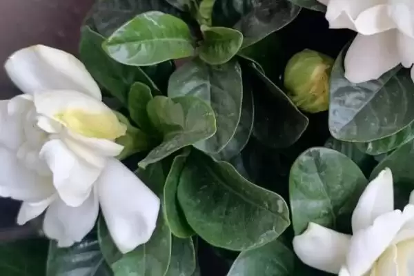 图片[2]-为什么说栀子花不吉利？探讨栀子花不吉利说法要分析哪些文化、传说和心理因素？-会东网
