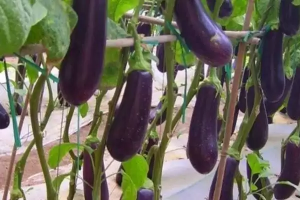 茄子结果成熟时间揭秘:大约10天左右的成长历程插图2 茄子结果成熟时间揭秘:大约10天左右的成长历程插图2