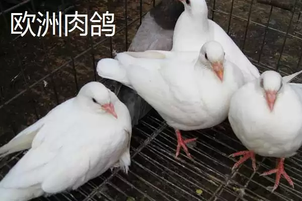 图片[4]-肉鸽品种介绍？了解肉鸽品种要知晓哪些重要的品种特点？-会东网