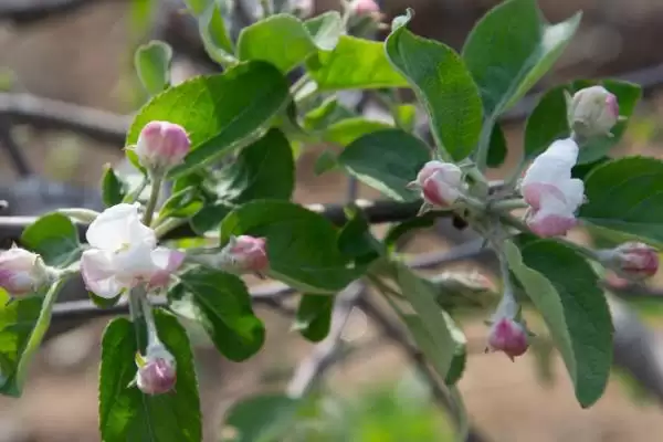 苹果树的叶片变黄如何处理,可采取喷施硫酸亚铁等措施插图6 苹果树的叶片变黄如何处理,可采取喷施硫酸亚铁等措施插图6