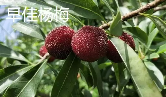 图片[3]-了解杨梅苗价格的方法和重点？了解杨梅苗价格要做好哪些细节？-会东网