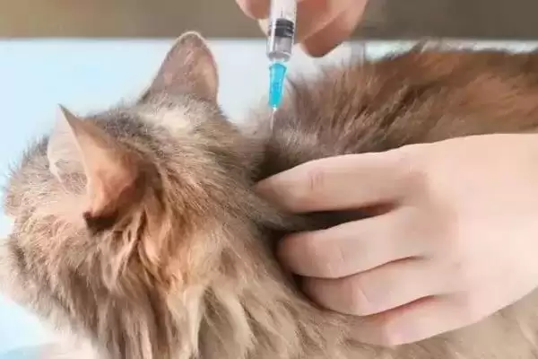 猫支气管哮喘有哪些症状表现 ,猫支气管哮喘急性者呼吸急促等插图11 猫支气管哮喘有哪些症状表现 ,猫支气管哮喘急性者呼吸急促等插图11