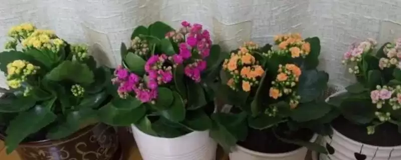 养花长得茂盛的方法和重点?养花长得茂盛要做好哪些细节?-会东网