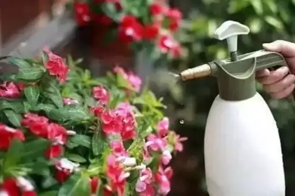图片[5]-四季海棠花的养殖方法？养殖四季海棠花要掌握哪些关键的养护管理方法？-会东网