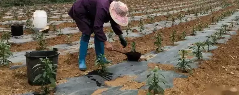 辣椒的施肥方式 ,辣椒不同生长阶段如何施肥?-会东网