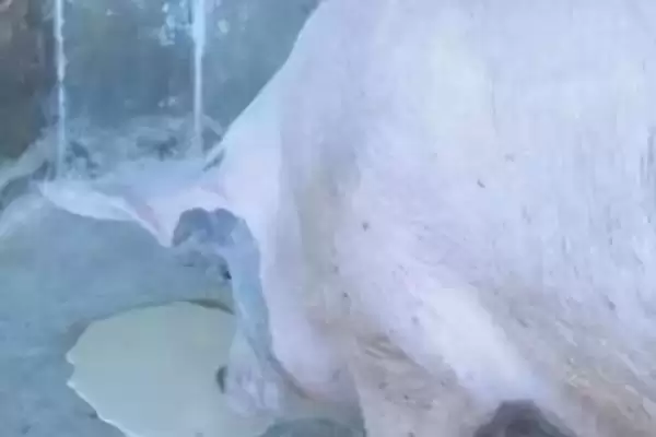 探究猪呕吐原因的方法和重点？养猪要做好哪些消化系统健康细节？插图1