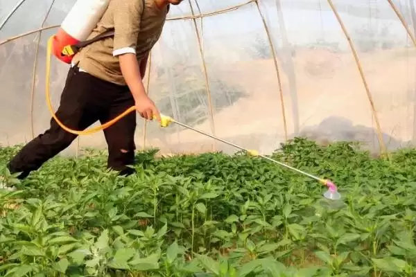 辣椒叶子卷曲的原因 ,土壤和温度如何导致叶子卷曲?插图3 辣椒叶子卷曲的原因 ,土壤和温度如何导致叶子卷曲?插图3