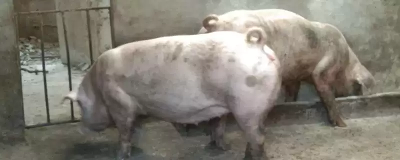 母猪为什么会出现空怀的情况呢,母猪营养失衡、体内有寄生虫等致空怀-会东网