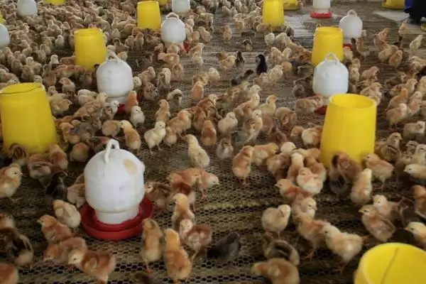 处理小鸡快死亡情况的方法和重点?养鸡要做好哪些应急处置措施?插图2 处理小鸡快死亡情况的方法和重点?养鸡要做好哪些应急处置措施?插图2