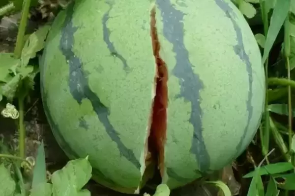 分析西瓜裂瓜原因的方法和重点?探究西瓜裂瓜要做好哪些细节?插图2 分析西瓜裂瓜原因的方法和重点?探究西瓜裂瓜要做好哪些细节?插图2