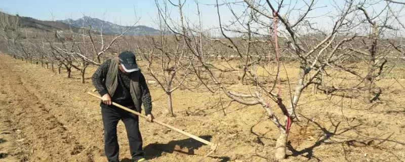 苹果树施肥要点，秋季要早施基肥、旺长树要重施磷钾肥-会东网