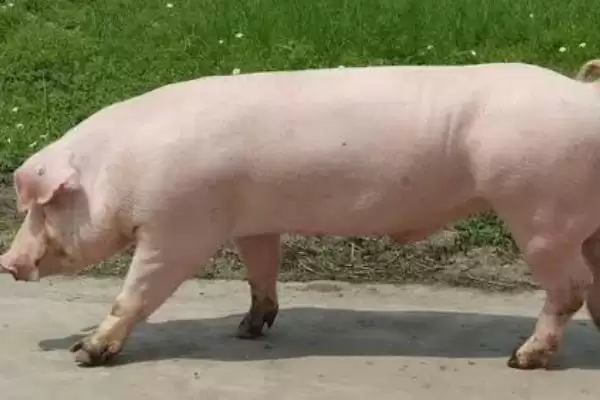 了解长白猪的方法和重点?养猪要做好哪些品种认知与养殖细节?插图2 了解长白猪的方法和重点?养猪要做好哪些品种认知与养殖细节?插图2