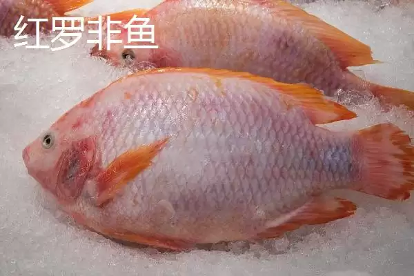 图片[4]-罗非鱼有哪些常见品种 ,罗非鱼的品种多如何培育而来-会东网