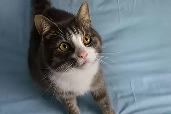 猫咪爱发脾气怎么处理好 ,猫咪发脾气可采取何措施插图2