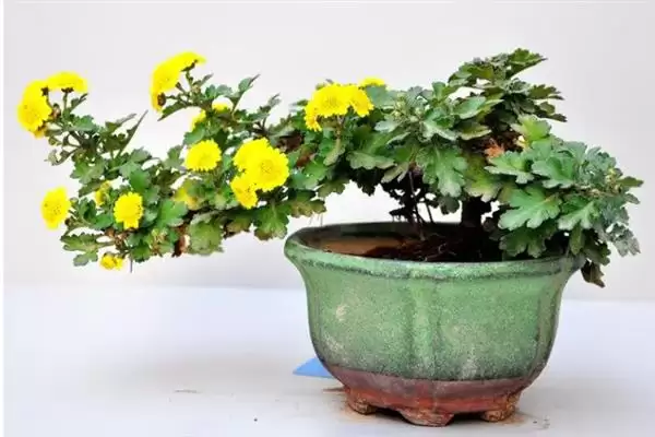 菊花的颜色种类 ,菊花常见的颜色有哪些呢?插图6 菊花的颜色种类 ,菊花常见的颜色有哪些呢?插图6