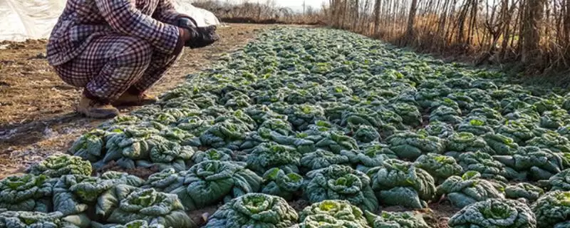 掌握植物防冻剂使用方法的方法和重点？掌握植物防冻剂使用方法要做好哪些细节？-会东网
