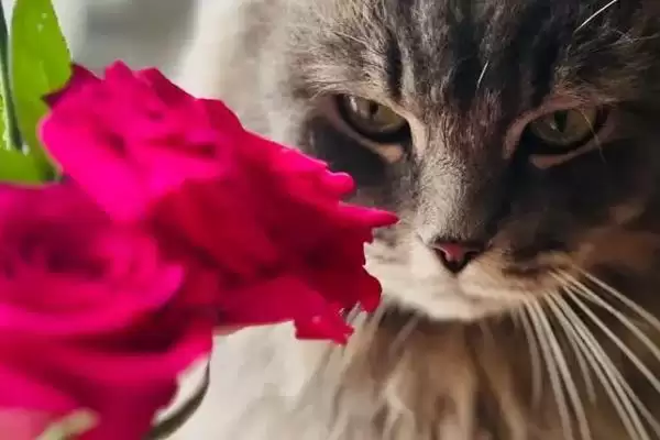 猫咪不能碰的剧毒植物有哪些种类 ,如百合、铃兰插图9