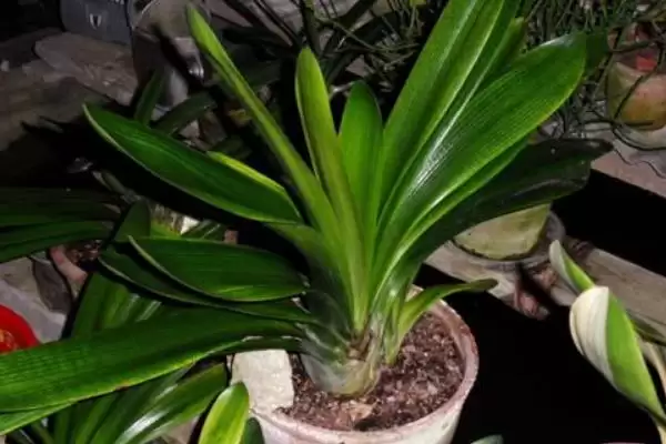 君子兰开花的叶片数量 ,君子兰长出多少片叶子可能开花呢?插图7 君子兰开花的叶片数量 ,君子兰长出多少片叶子可能开花呢?插图7