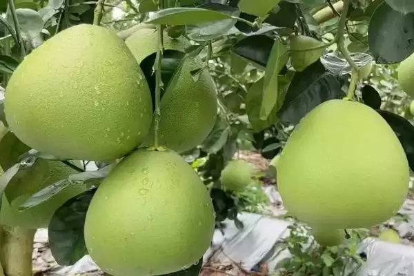 认识水果种类的方法和重点?了解水果种类要做好哪些细节?插图7 认识水果种类的方法和重点?了解水果种类要做好哪些细节?插图7