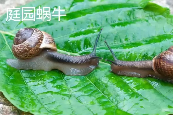 蜗牛的种类?认识蜗牛种类要了解哪些关键的品种分类和生物特性要点?插图3 蜗牛的种类?认识蜗牛种类要了解哪些关键的品种分类和生物特性要点?插图3