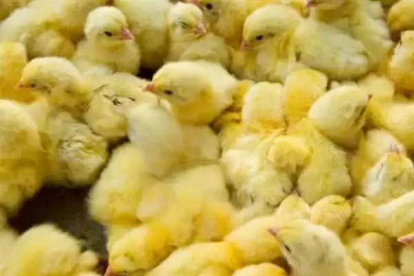 分辨小鸡公母方法的方法和重点？养鸡要做好哪些性别辨别工作？插图5