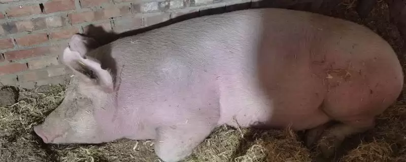 母猪喘气不吃食应该怎么办呢,母猪喘气不吃食需定时给猪舍通风-会东网