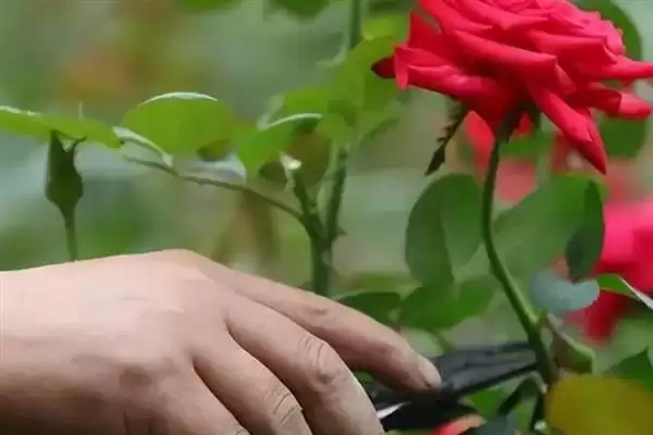 玫瑰花出现很多小虫子怎么处理 ,玫瑰花有虫喷洗洁精溶液可除虫插图2